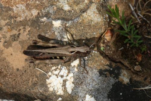 Réf. 232 977 : Omocestus rufipes